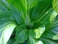 Feng Qing Choi Seeds - Chinese Green Brassica rapa var. chinensis - Heat Tolerant, Fast-Growing Vegetable Seeds, Pack of 100