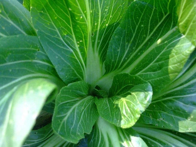 Feng Qing Choi Seeds - Chinese Green Brassica rapa var. chinensis - Heat Tolerant, Fast-Growing Vegetable Seeds, Pack of 100