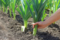 Leek Seeds Pack - 50+ Allium ampeloprasum Garden Seeds for Salads & Garnish