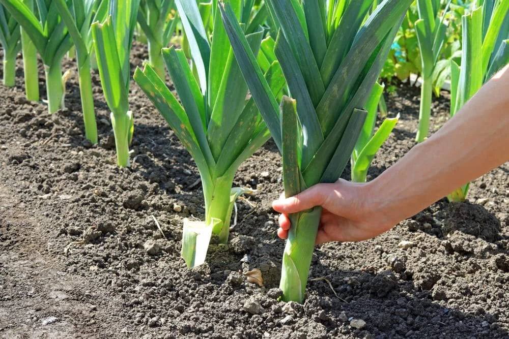 Leek Seeds Pack - 50+ Allium ampeloprasum Garden Seeds for Salads & Garnish