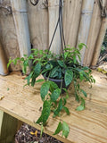 Lipstick Plant 6" Hanging Basket Black Pagoda Aeschynanthus longicaulis Indoor Houseplant, Easy Care, Trailing Vining, Unique Foliage