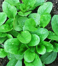 Organic Corn Salad Seeds - 500 Non-GMO Mâche, Lamb's Lettuce, Valerianella locusta, Open-Pollinated, Heirloom Vegetable Seeds