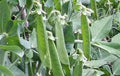 Lincoln Peas Seeds – Heirloom Non-GMO Pisum sativum for Home Gardens, Climbing Vines, 20+ Seeds