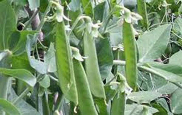 Lincoln Peas Seeds – Heirloom Non-GMO Pisum sativum for Home Gardens, Climbing Vines, 20+ Seeds