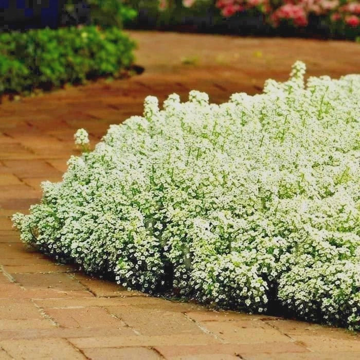 Dwarf Sweet Alyssum Seeds - White Groundcover Packets 1501+ Lobularia maritima Drought & Heat Tolerant