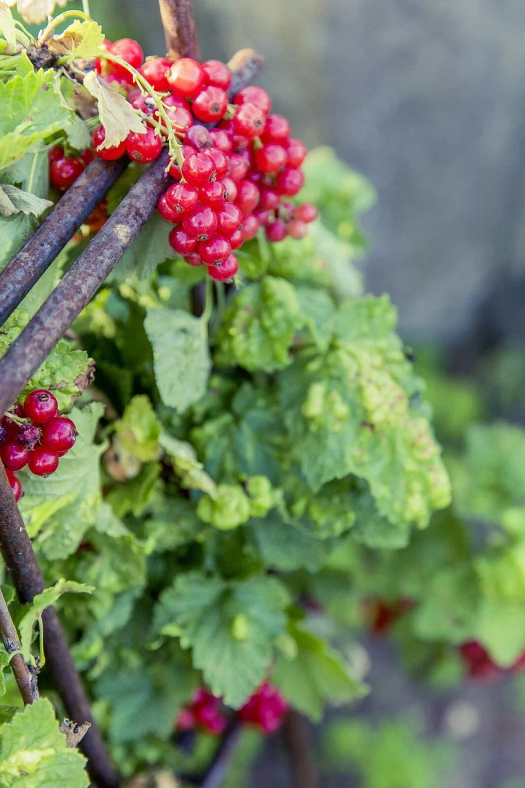 Red Wax Currant Plant Seeds - Edible Ribes Cereum Bush with 60+ Seeds for Garden, Pollinator Attractant, Drought-Resistant