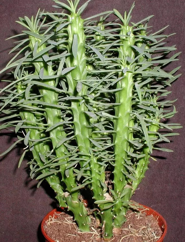Euphorbia Loricata Cuttings - 4-Inch Succulent Plant Clippings - Rare Drought-Tolerant Garden Decor - Euphorbia loricata