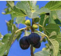 Fresh Fig Tree Cuttings - 5 Pack, Purple Ficus carica, Rooting Plant for Garden or Patio