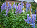 Delphinium Plant 3-Inch Starter Pacific Giant Series Summer Skies Blue Perennial