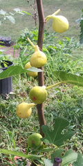 White Madeira Fig Tree - 1 Live 2-Year-Old Ficus carica Fruit Tree for Garden or Patio