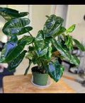 Philodendron Cuttings - 3 Burle Marx Varieties for Propagation - Indoor Plant Clippings - Philodendron 'Burle Marx'
