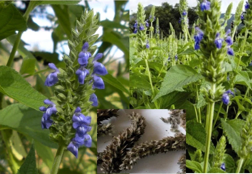 Organic Chia Seeds Packets – Salvia hispanica Heirloom Medicinal Herb Seeds for Gardening & Cooking