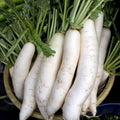 China White Radish Seeds - Fresh Raphanus sativus Seed Packet for Crisp, White Radishes, Fast-Growing, Non-GMO, Ideal for Gardens & Containers