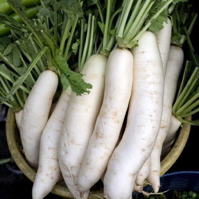 China White Radish Seeds - Fresh Raphanus sativus Seed Packet for Crisp, White Radishes, Fast-Growing, Non-GMO, Ideal for Gardens & Containers