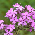 Sweet William Bulbs, 2-3 ft Tall, Soft Pink White Lilac-Violet Flowers, Phlox Maculata