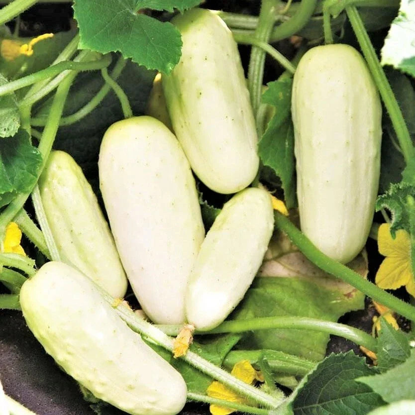 White Wonder Cucumber Seeds | Albino Ivory King Pickling Cucumbers | Non-GMO Vegetable Seeds | Cucumis sativus