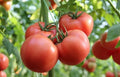 Large Red Tomato Seeds – Heirloom Solanum lycopersicum – Juicy, Flavorful, Non-GMO, 50+ Seeds for Home Gardens & Containers