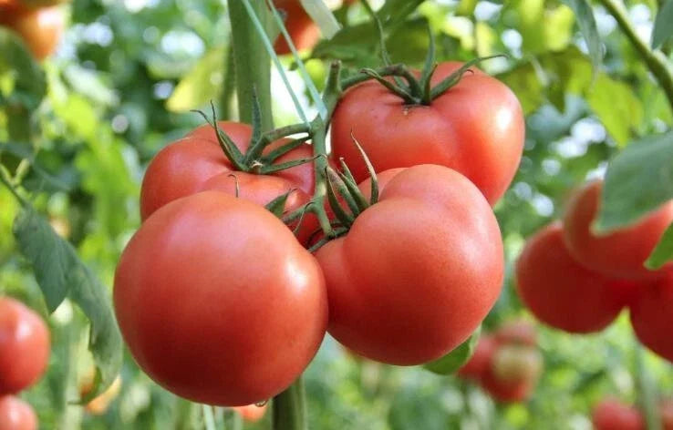 Large Red Tomato Seeds – Heirloom Solanum lycopersicum – Juicy, Flavorful, Non-GMO, 50+ Seeds for Home Gardens & Containers