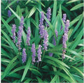 Liriope muscari Bare Rooted Starter Plants - 12 Pack, Lilyturf, Monkey Grass, Ground Cover, Drought Tolerant