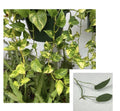 Golden Pothos & Cebu Blue Pothos Unrooted Cuttings – 2 Leaves, 2 Nodes, Propagation Starter Plants, Epipremnum aureum & Scindapsus aureus