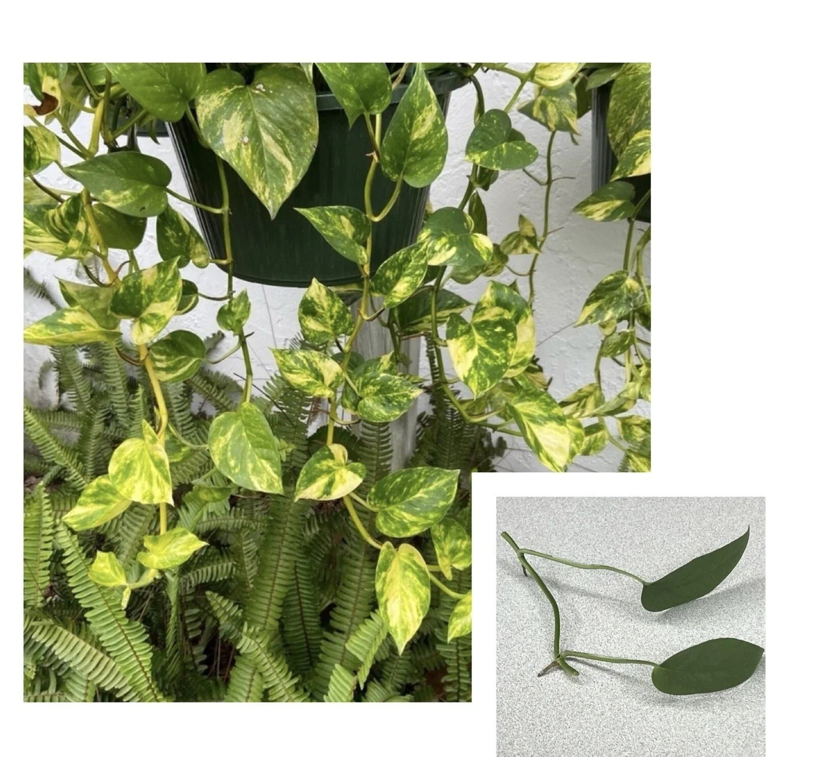 Golden Pothos & Cebu Blue Pothos Unrooted Cuttings – 2 Leaves, 2 Nodes, Propagation Starter Plants, Epipremnum aureum & Scindapsus aureus