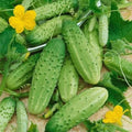 Cucumber Seeds - Carolina Pickling - Cucumis sativus - 28 Seeds for Home Gardening & Pickling