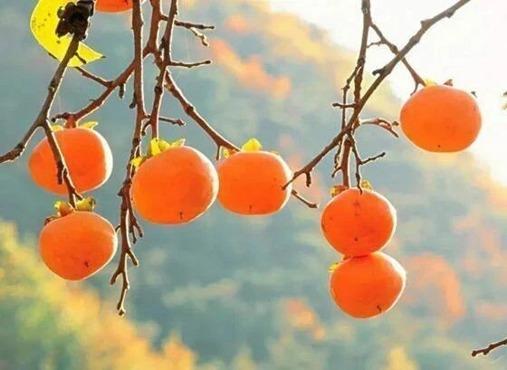 20Pcs Persimmon Seeds Diospyros Cargillia Fruit Tree Seeds for Home Garden, Non-GMO, Easy to Grow