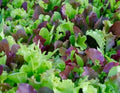 Mesclun Mix Seeds 500+ Lettuce Kale Tatsoi Greens for Salad, Organic Brassica rapa & Lactuca sativa