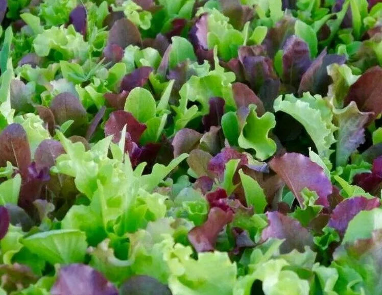 Mesclun Mix Seeds 500+ Lettuce Kale Tatsoi Greens for Salad, Organic Brassica rapa & Lactuca sativa