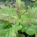 Organic Prizehead Leaf Lettuce Seeds - Heirloom Lactuca sativa for Home Gardening, Crisp Salad Greens, 200+ Non-GMO Seeds