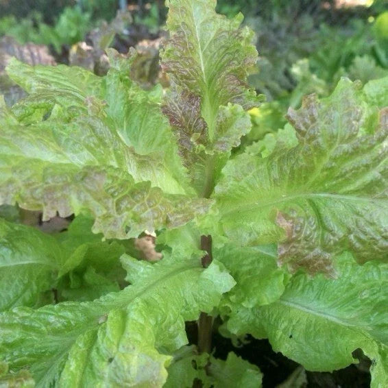 Organic Prizehead Leaf Lettuce Seeds - Heirloom Lactuca sativa for Home Gardening, Crisp Salad Greens, 200+ Non-GMO Seeds