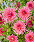 Dahlia Tubers 3 Large Pink Lizza Flower Bulbs for Garden, Perennial, Cut Flowers, Dahlia pinnata