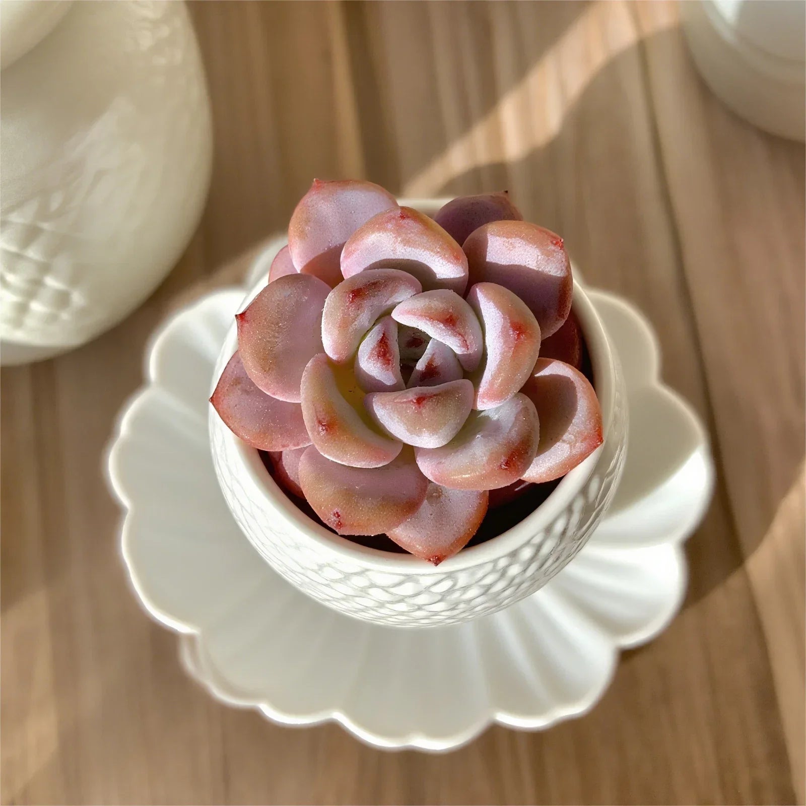 Rare Succulent Plants - 2.2" Live Bare Root Assorted Varieties for Indoor Decor & Gift
