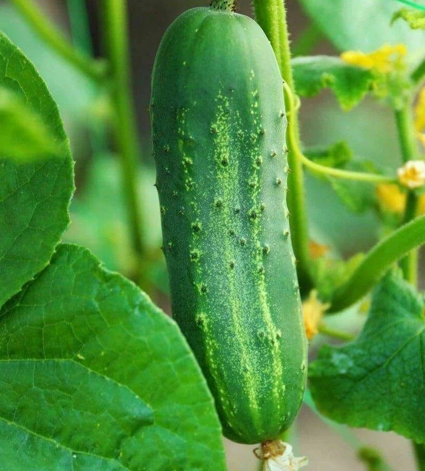 Ashley Cucumber Seeds – 50+ Cucumis sativus Hot Weather Vining Vegetable Seeds for Salad and Pickling