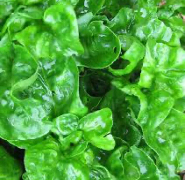 Brazilian Spinach Cuttings - 4 Organic Edible Samba Lettuce Cuttings 4-5 Inches