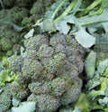 Broccoli Seeds - 180 Count Waltham Variety Brassica oleracea Vegetable Non-GMO for Home Gardens and Farming