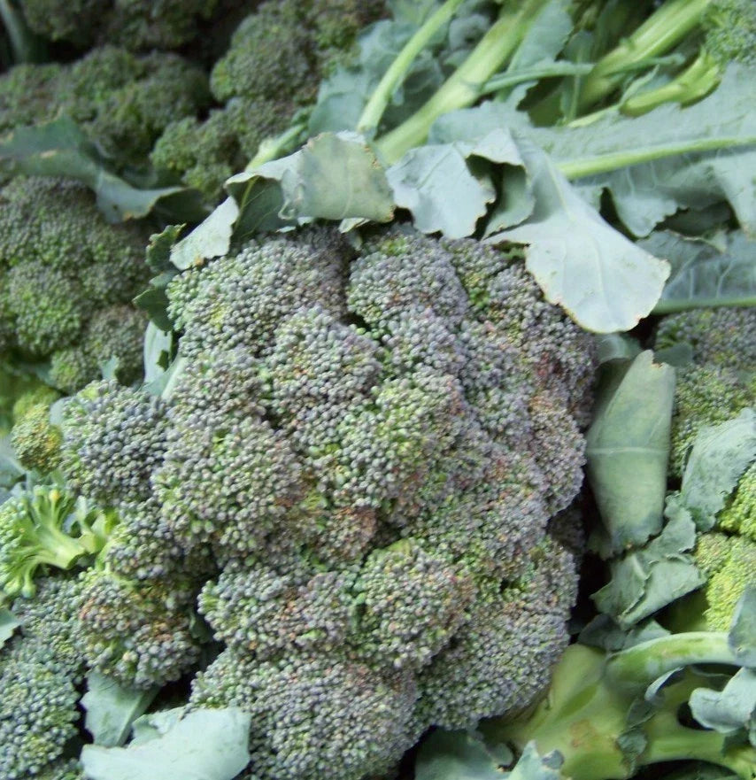 Broccoli Seeds - 180 Count Waltham Variety Brassica oleracea Vegetable Non-GMO for Home Gardens and Farming