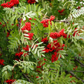 Sorbus Aucuparia Seeds - European Mountain Ash Dwarf Shrub 50 Pack for Garden, Landscaping, Wildlife Attraction