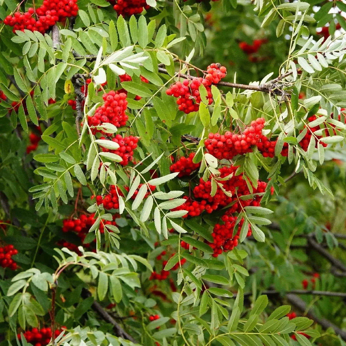 Sorbus Aucuparia Seeds - European Mountain Ash Dwarf Shrub 50 Pack for Garden, Landscaping, Wildlife Attraction