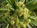 Lovage Seeds 400 Count - Levisticum officinale Heirloom Culinary Herb for Gardens