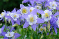 Colorado Blue Columbine Seeds - 50 Pack - Aquilegia caerulea - Perennial Wildflower for Garden, Borders, Rock Gardens