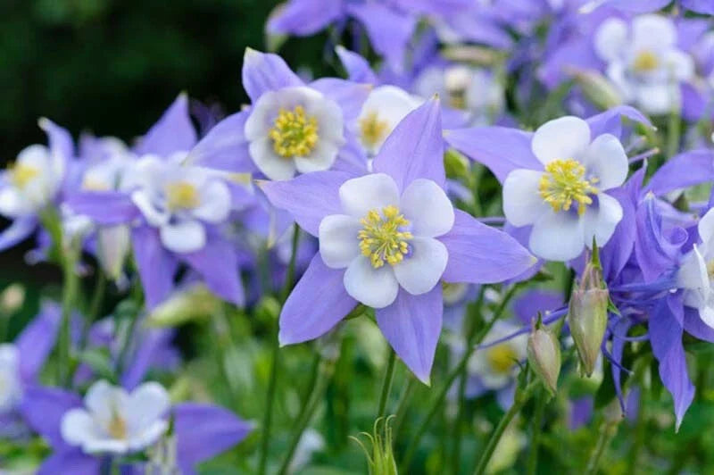Colorado Blue Columbine Seeds - 50 Pack - Aquilegia caerulea - Perennial Wildflower for Garden, Borders, Rock Gardens