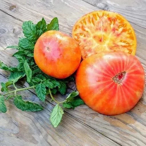 Big Rainbow Tomato Seeds - Heirloom Organic Non-GMO - Colorful Solanum lycopersicum for Home Gardening