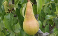 Concorde Pear Seeds - 25+ Pyrus communis Garden Planting Pack for Home Orchard, USA Grown