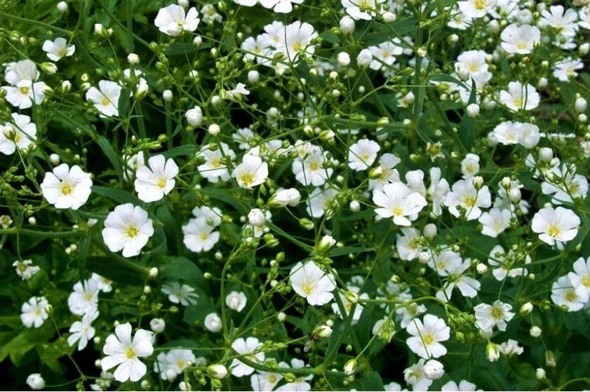 Baby's Breath Seeds - 200+ White Annual Flowers Gypsophila paniculata for Garden & Cut Flowers