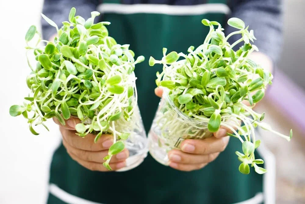 Sunflower Sprout Seeds 200 Count - Helianthus annuus - Fast Germination, Nutrient-Rich, Indoor Gardening