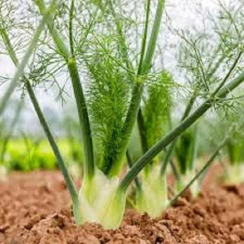Organic Florence Fennel Seeds - Heirloom, Non-GMO, Culinary Herb, Foeniculum vulgare, Pack of 100