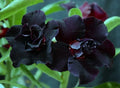 Desert Rose Seedling Plant - Black War Variety, 4-6 Inch Rooted Adenium Obesum for Indoor Garden