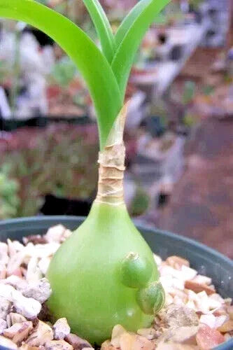 Albuca Bracteata Succulent - 3" Diameter - Unique Curly Leaf Plant for Indoor Decor