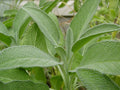 Broadleaf Sage Plant Salvia Officinalis Non-GMO Culinary Herb Garden Plant in Various Sizes
